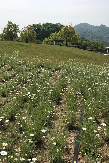 除虫菊，菊科菊蒿属植物