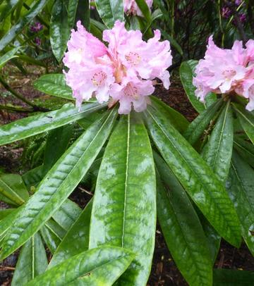 井冈山杜鹃，杜鹃花科杜鹃花属植物