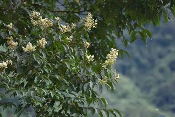 小果紫薇，千屈菜科紫薇属植物