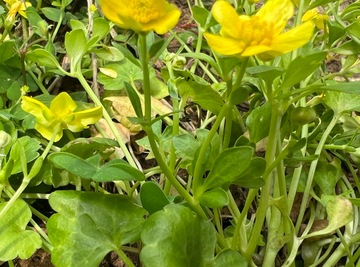 猫爪草，毛茛科毛茛属植物