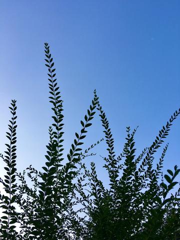 一叶萩，叶下珠科白饭树属植物