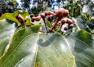 北枳椇，鼠李科枳椇属植物