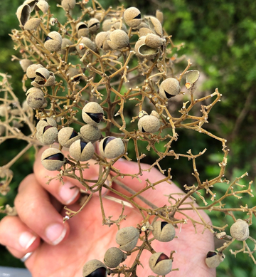 伞花木，无患子科伞花木属植物