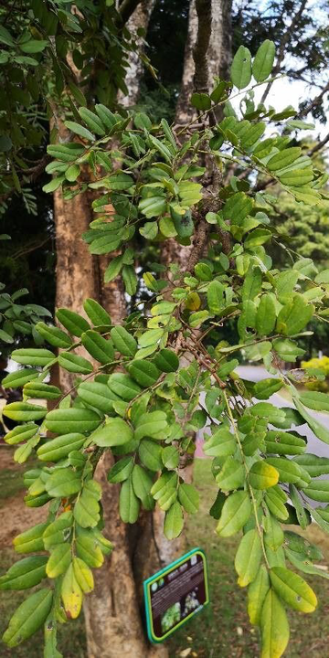 黑黄檀，豆科黄檀属植物