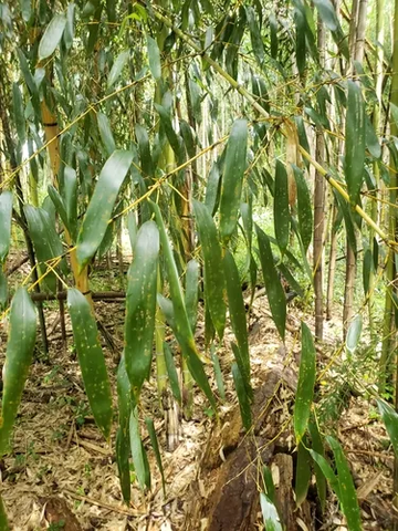 金竹，禾本科刚竹属植物