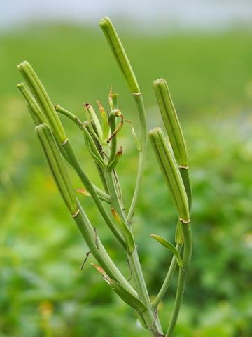 麝香百合，百合科百合属植物