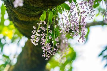 象鼻兰，兰科蝴蝶兰属植物