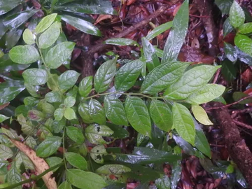 毛果算盘子，叶下珠科算盘子属植物