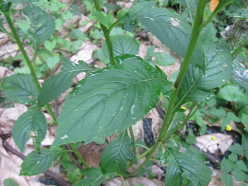 野茼蒿，菊科野茼蒿属直立草本