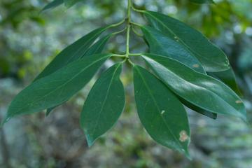 红毒茴，五味子科八角属植物