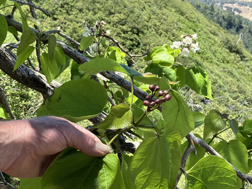 黄金树，紫葳科梓属乔木