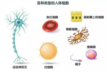 细胞的作用：生物体生命活动的基石