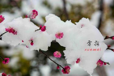 雪梅古诗的意思：梅雪争春，诗人评判，缺一不可的美丽与哲学