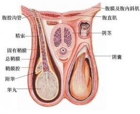 睾丸坠疼，原因及应对方法