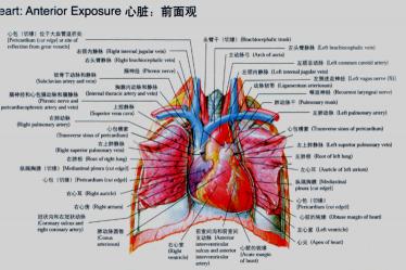 心脏在左边还是右边，位置和功能的探讨