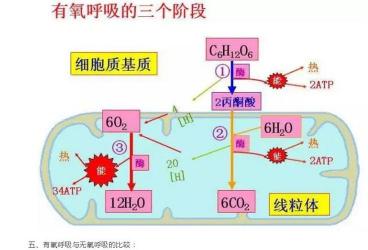 酵母菌无氧呼吸：分解糖分，产生酒精和二氧化碳