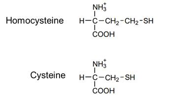 高半胱氨酸，氨基酸半胱氨酸的异种