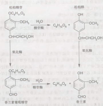 香兰素，全球产量最大的香料之一