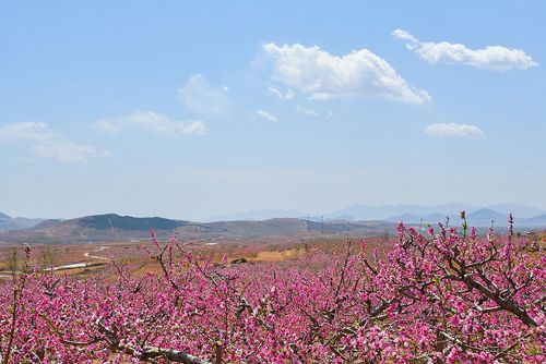 秦安桃花园：人间仙境，蜜桃之乡