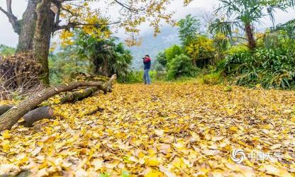 树高百尺叶落归根：故乡的眷恋与归宿