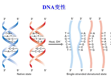 核酸，一种由许多核苷酸聚合成的化合物