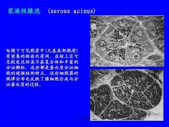 高尔基体的功能与作用：加工、分拣、运输蛋白质的微工厂