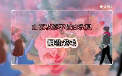 山茶花与白玫瑰：一首深情诠释遗憾与爱情的歌曲