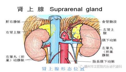 揭秘肾上腺肿瘤：了解、预防与护理的关键