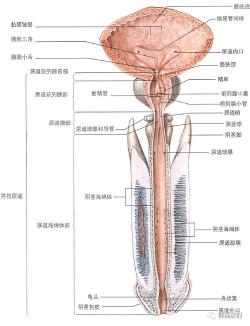 龟头发白的原因与应对方法：了解男性生殖健康的关键