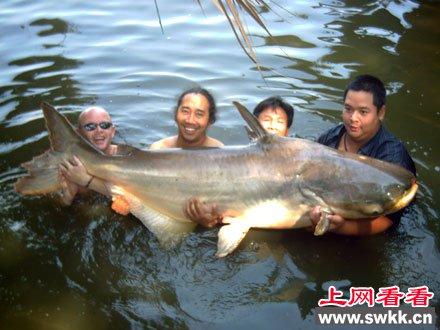 湄公河鲶鱼：濒临灭绝的淡水鱼之王