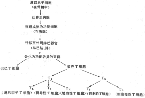 白细胞低的原因：从生理到病理，全面解析