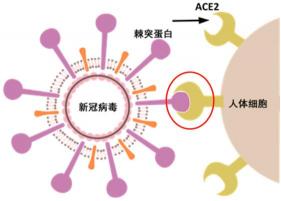 和新冠阳性患者同处一室会传染吗？了解病毒传播途径及防护措施