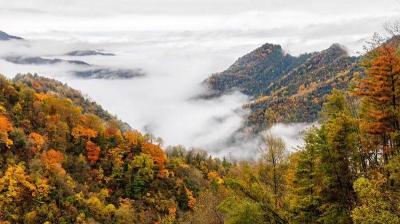 大巴山：自然瑰宝与生态宝库