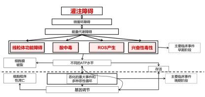 炎症：成因、应对方法及预防措施