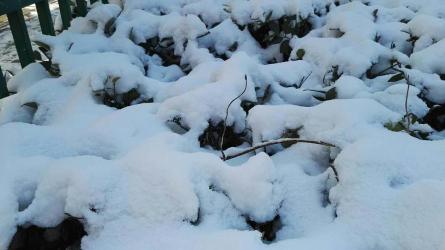 下雪对农事的好处：揭秘“瑞雪兆丰年”背后的科学道理