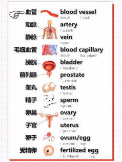 Body：英文单词的多样用法与含义