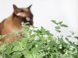 猫薄荷对人的作用：中医药用与神秘魅力