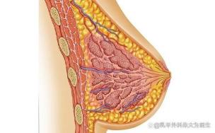 怀孕前兆知多少？月经、胃口、乳房、疲倦都是信号！