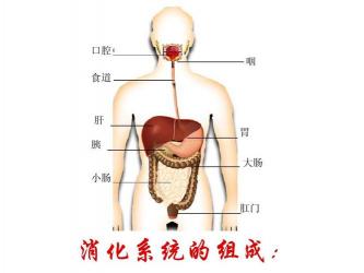 消化系统的功能：从口腔到肛门的神奇之旅