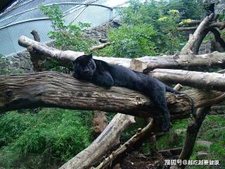 黑豹：热带雨林的神秘猎手，探索其独特魅力与生存之道