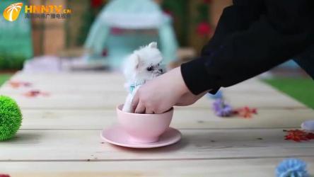 茶杯犬：温馨的家庭新宠与贴心小伙伴