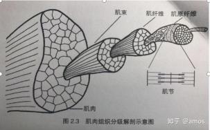 括约肌是什么部位？揭秘人体中的重要肌肉组织