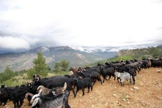 乐至黑山羊：四川美味瑰宝，探寻黑山羊的独特魅力