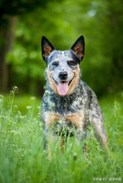 澳洲牧牛犬：牧牛小能手，忠诚守护者