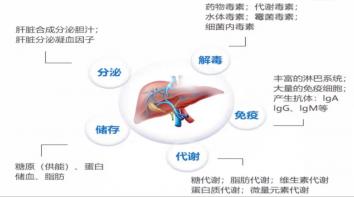 胆酸高：原因、风险与应对策略，守护肝脏健康