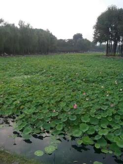 荷花池公园：历史的瑰宝与自然之美