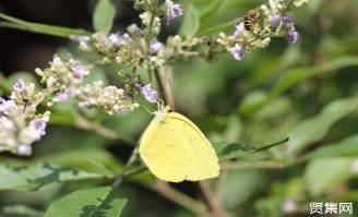 蝴蝶：益虫还是害虫？成长阶段和种类决定其生态影响