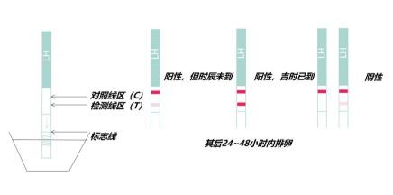 排卵试纸强阳后多久排卵？精准捕捉排卵时机，提高受孕概率！