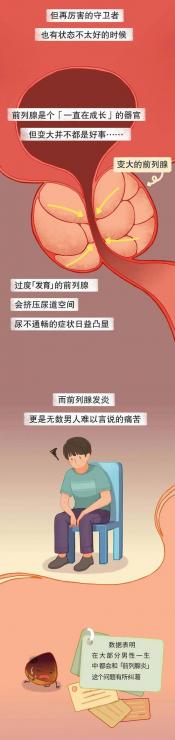 前列腺是什么：男性健康的秘密守护者