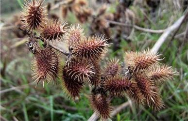 莽草：神奇的自然草药，清热解毒、改善皮肤的首选良药